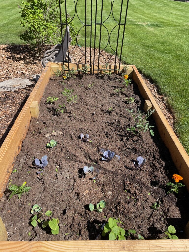 Leafy greens planted in garden box