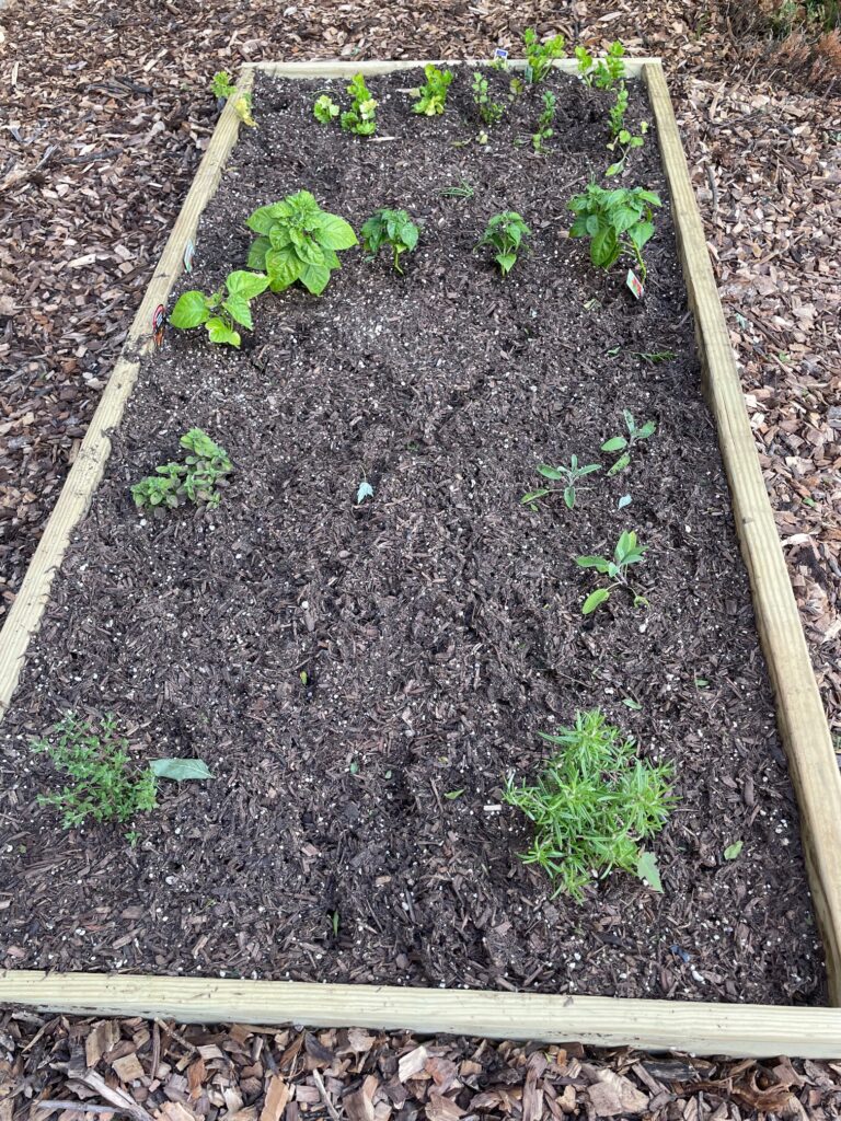 Herbs in Garden Box