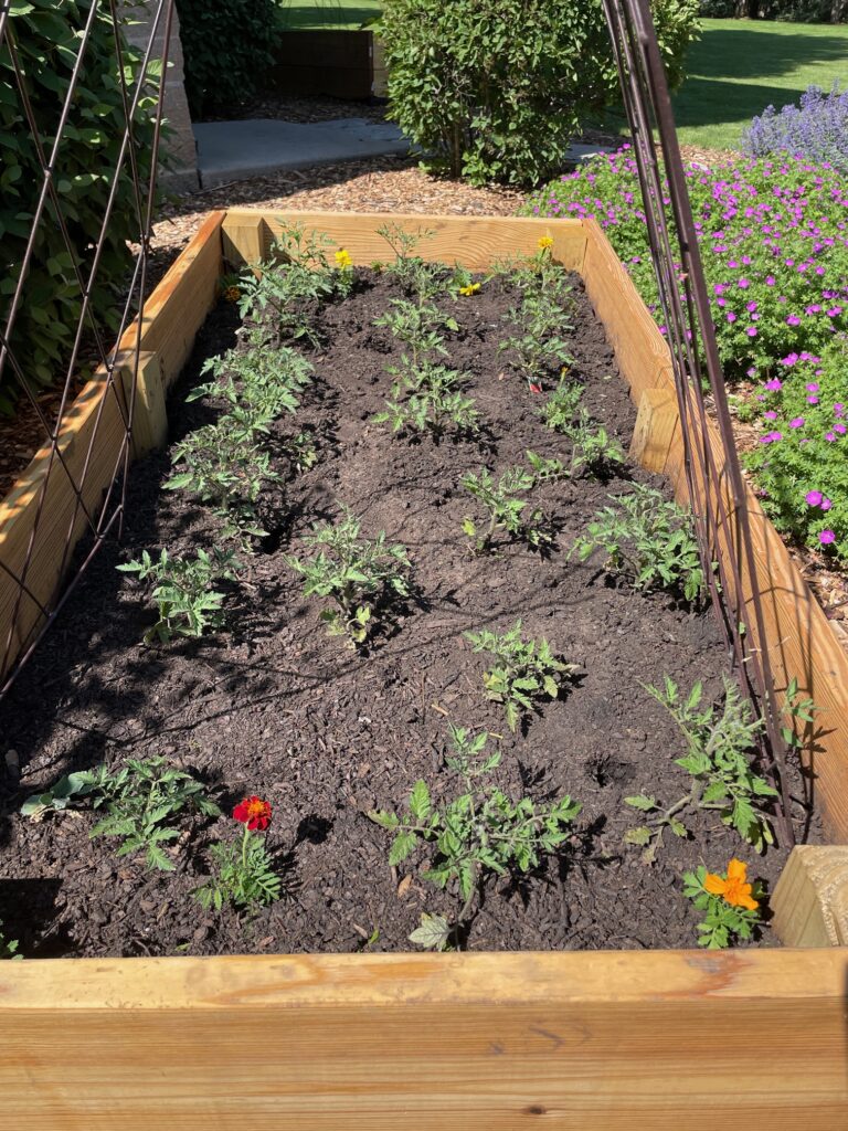 Young Tomatoes in Garden Box