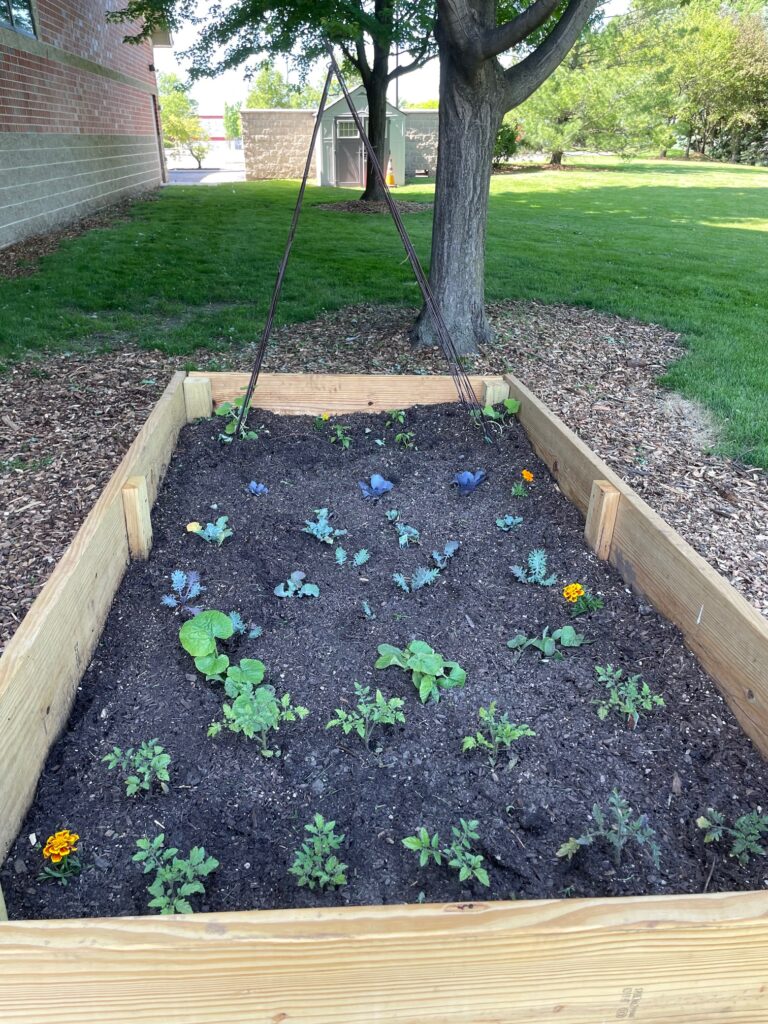 Plants growing in garden box